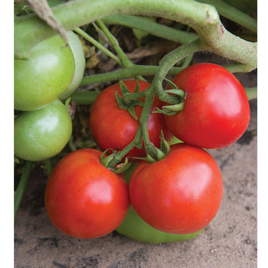 Tomato, Defiant (disease resistant)