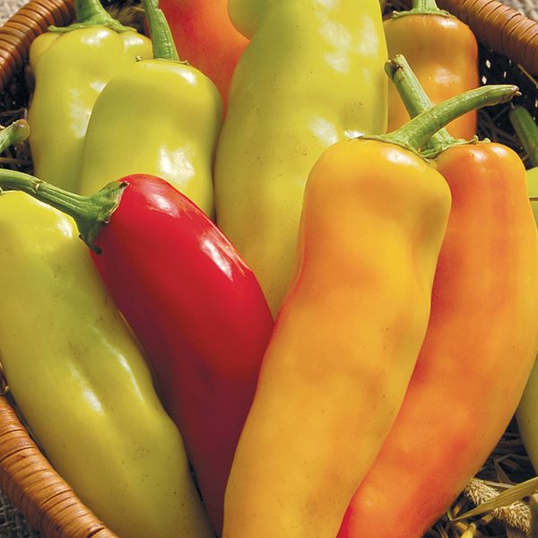 Pepper, Hungarian Hot Wax