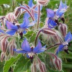 Borage