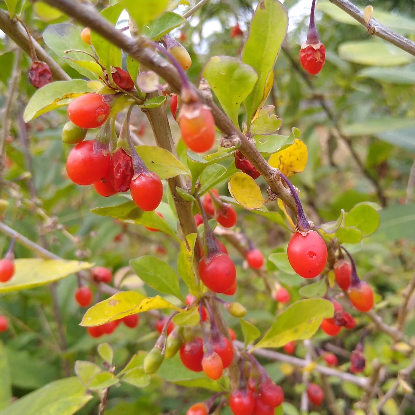 Goji Berry - 1/2 cup