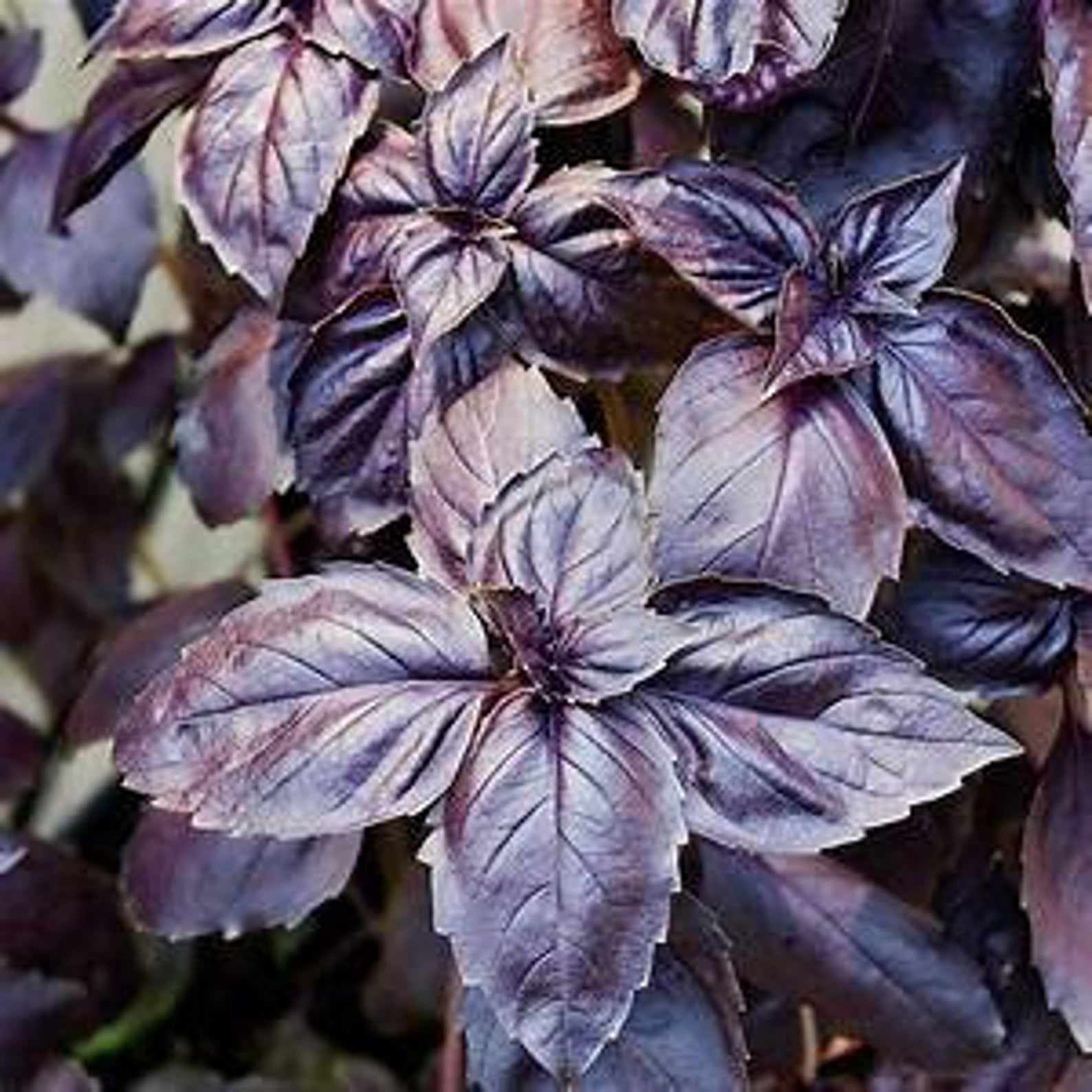 lavender basil plant Basil (purple 4-pack)
