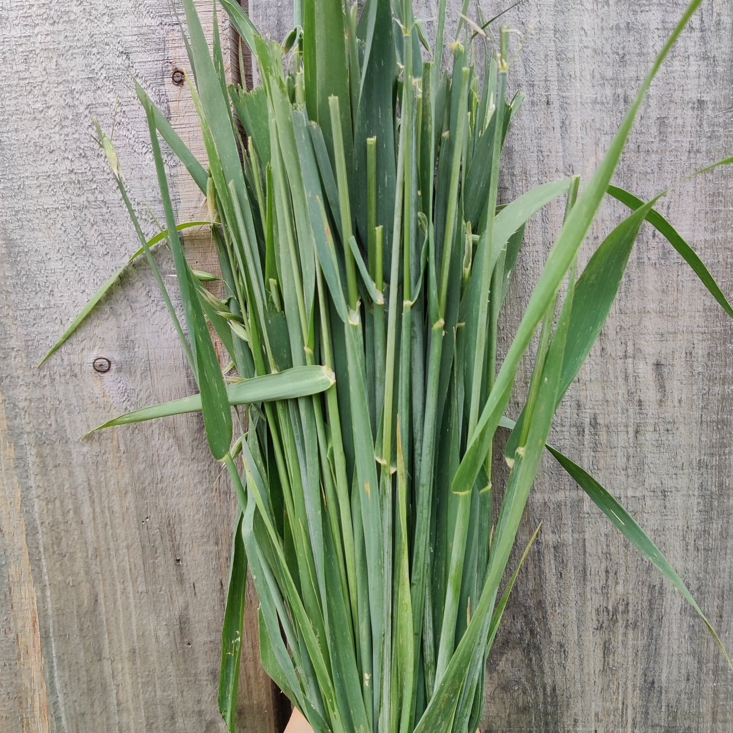 Oat straw