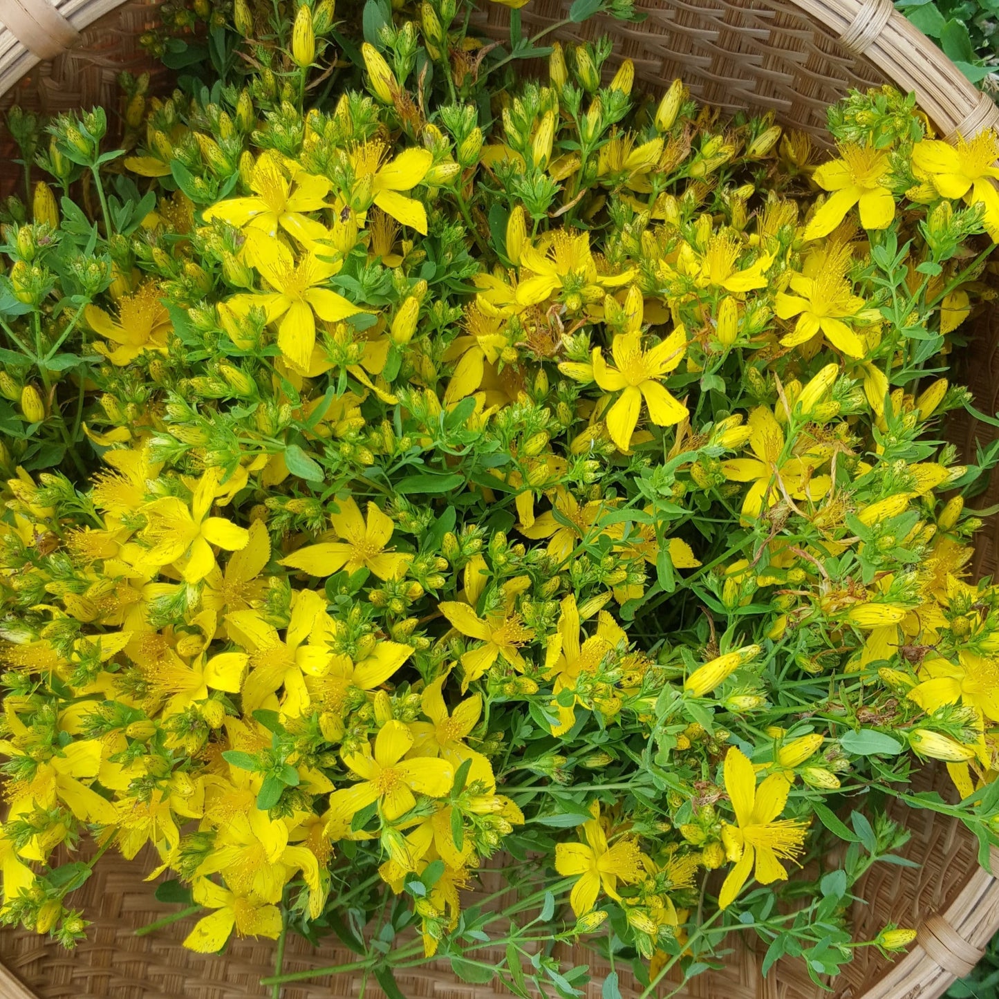 St Johns Wort
