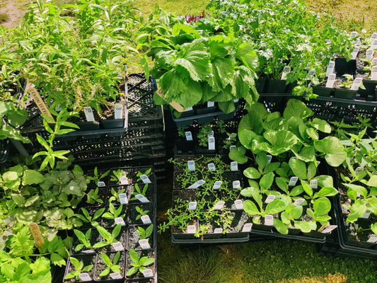 This is the stage that makes or breaks a garden