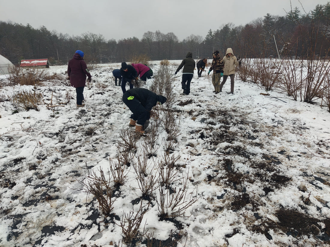 What I Don’t Do in Fall (and Why My Plants Come Back)