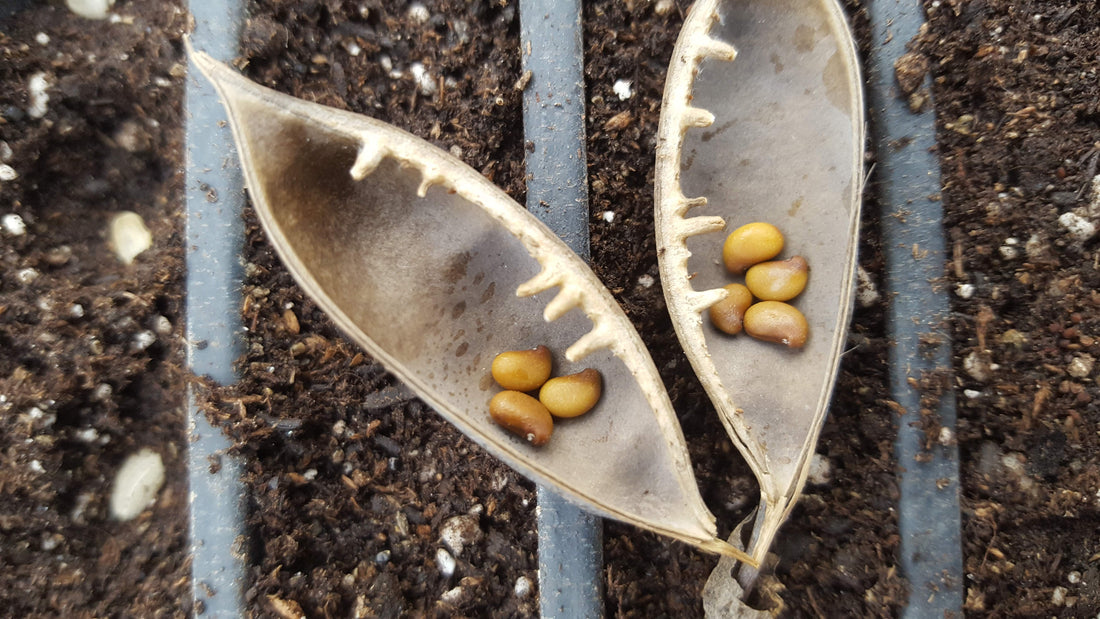 Testing Seed Viability