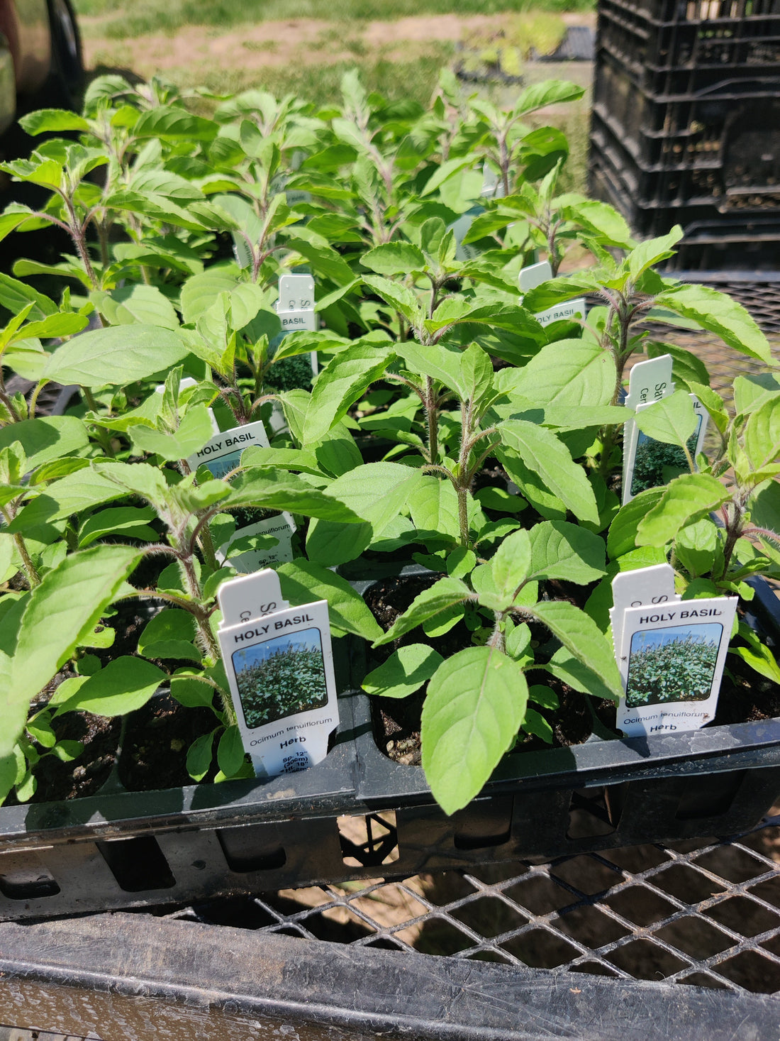 Three Easy to Grow Nervous System Support Herbs for Your Garden