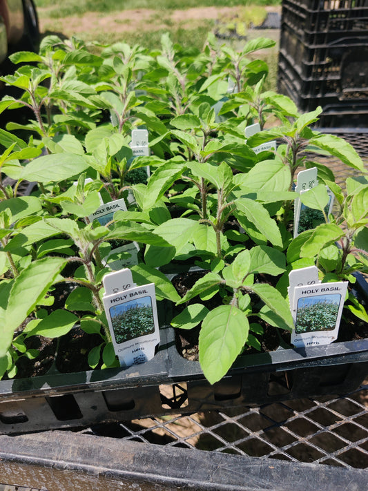 Three Easy to Grow Nervous System Support Herbs for Your Garden