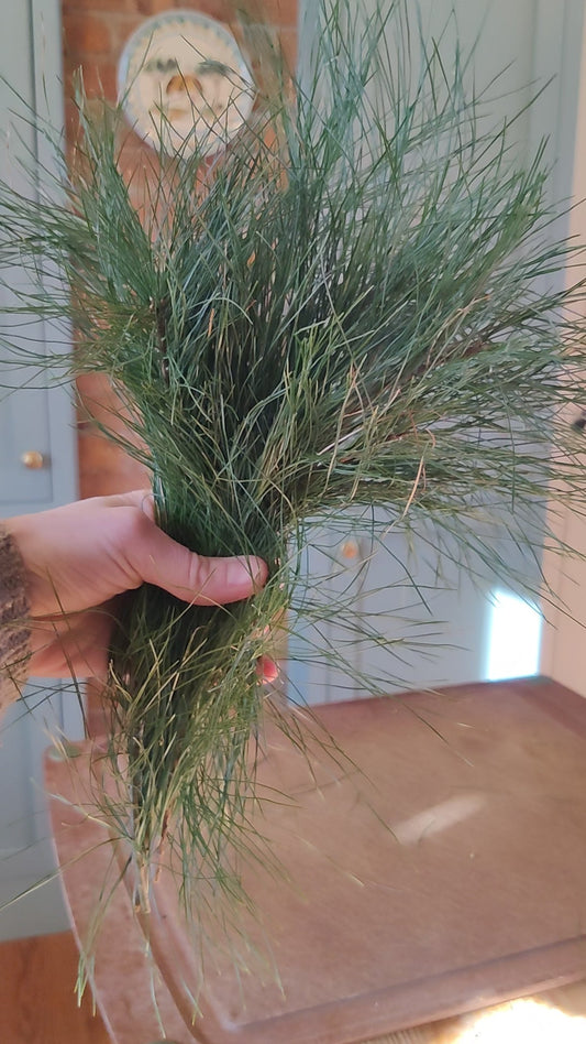 White Pine Infused Honey