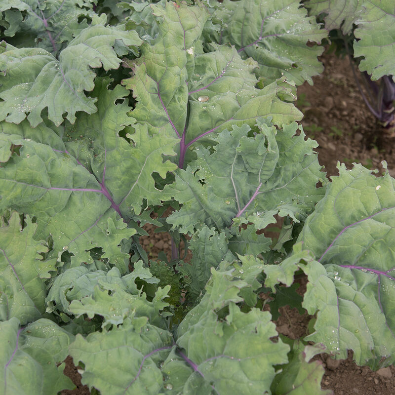 Kale, Red Russian (4-pack)