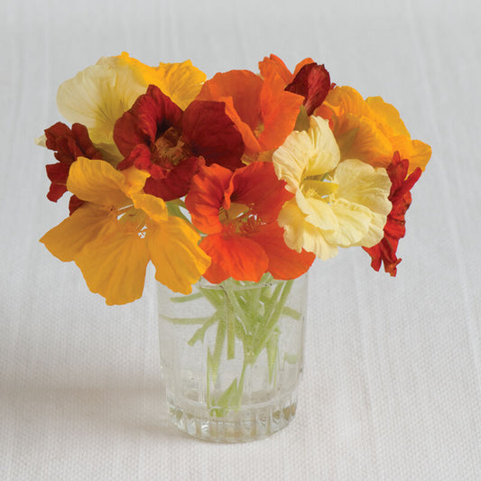 Nasturtium (4-pack)
