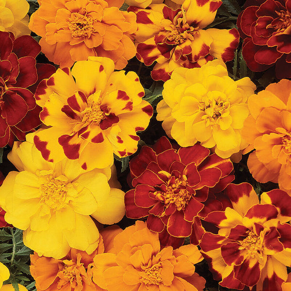 Marigold (Outback Compact 4-pack) – Sawmill Herb Farm