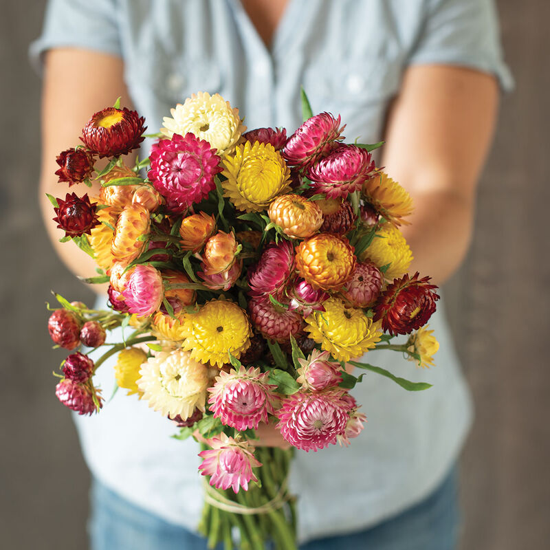 Strawflower (4-pack)