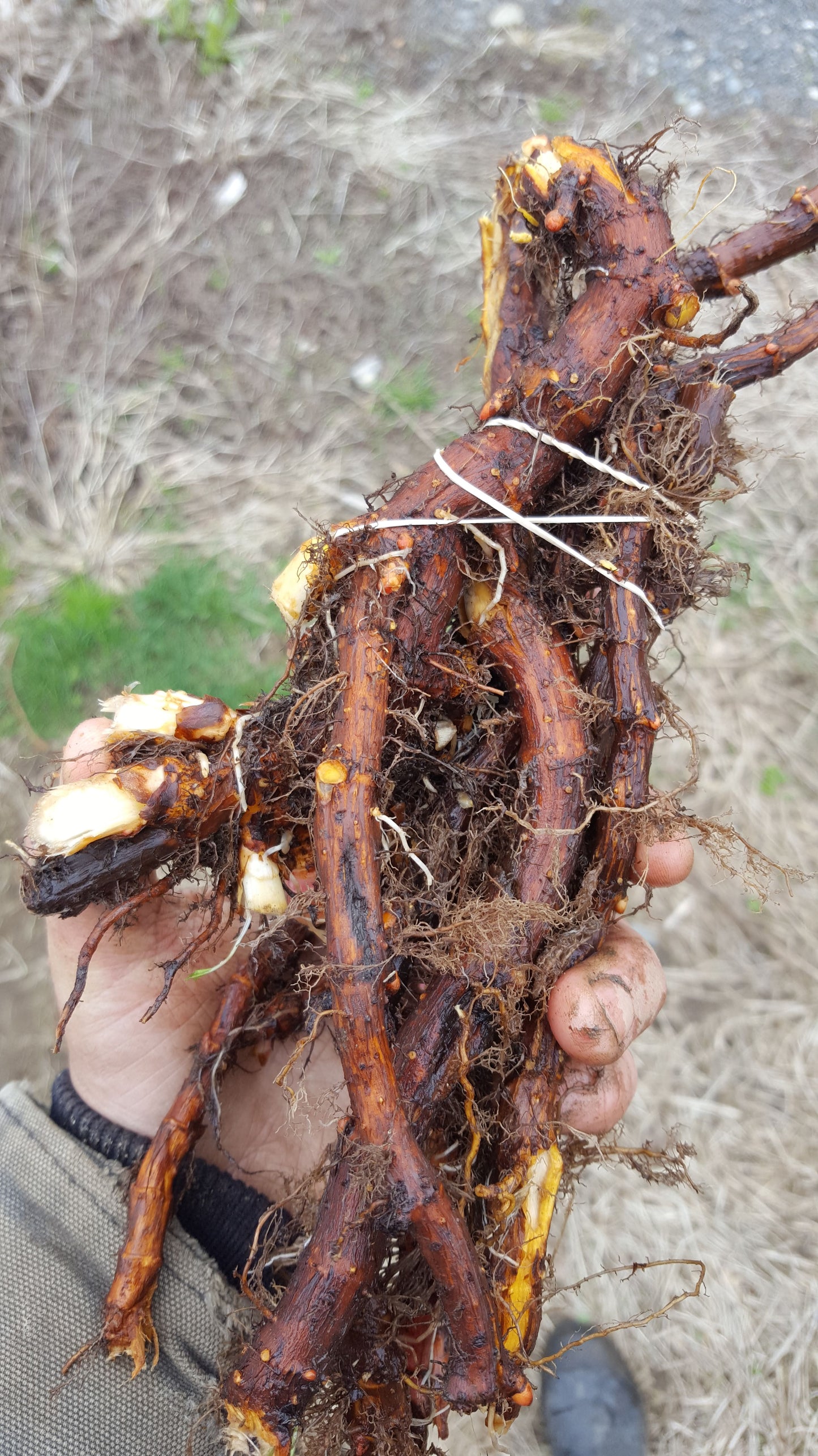 Japanese Knotweed root
