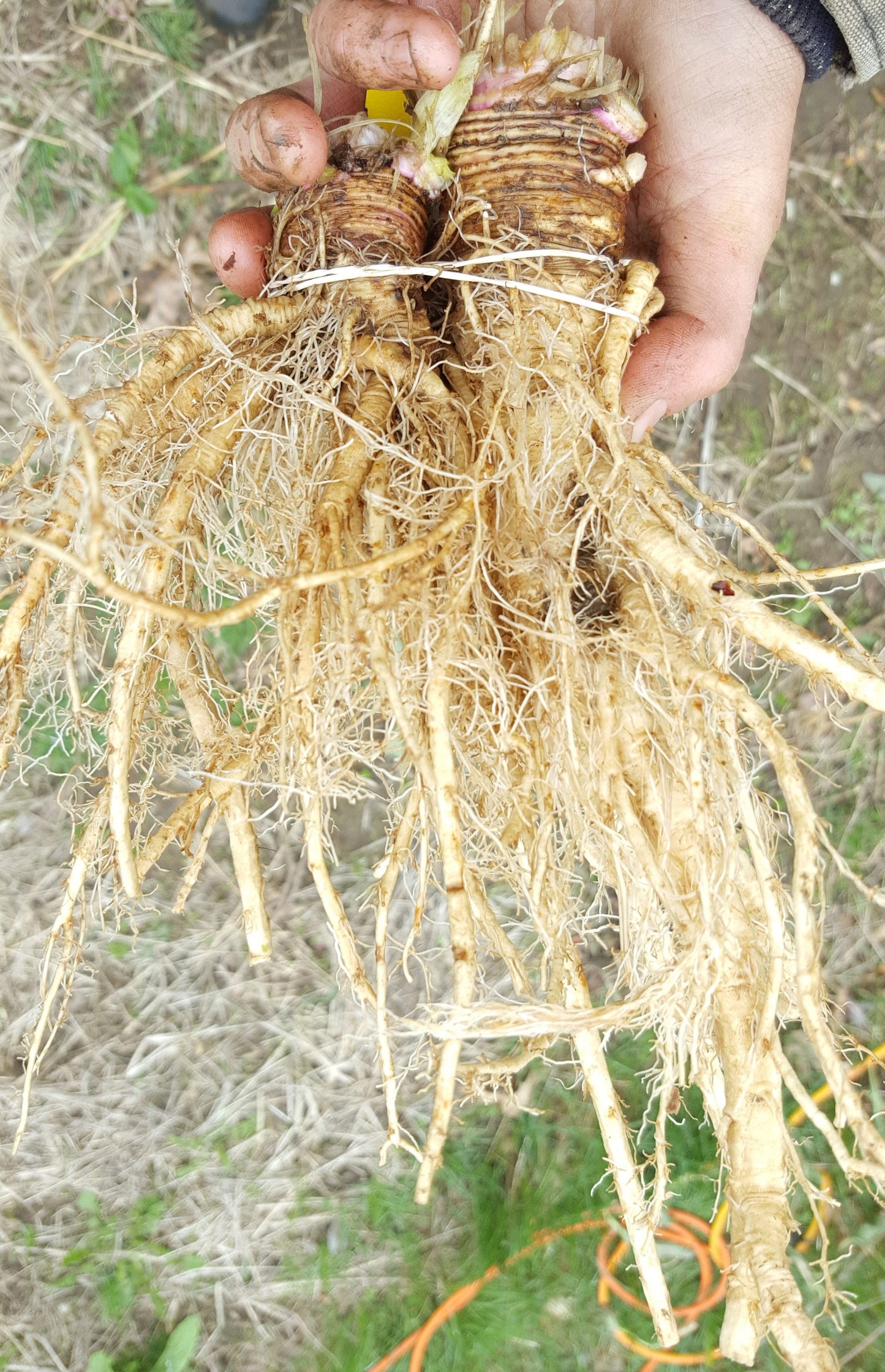 Chicory root
