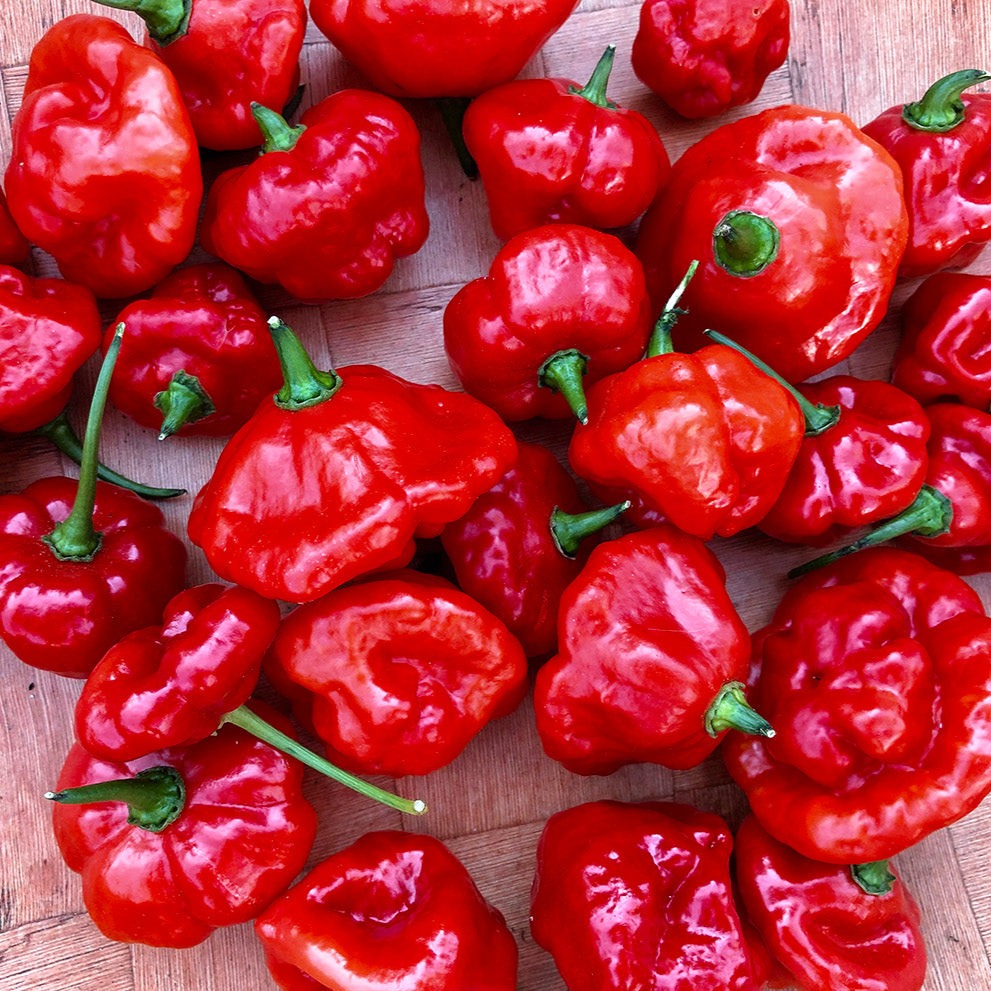 Pepper, Aji Dulce