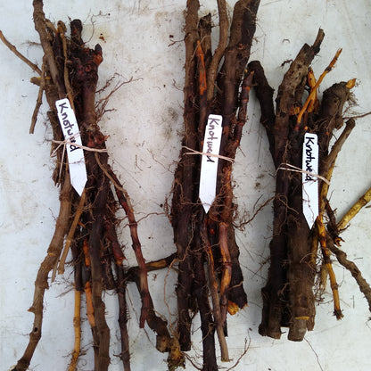 Japanese Knotweed root