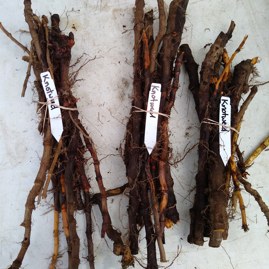 Japanese Knotweed root