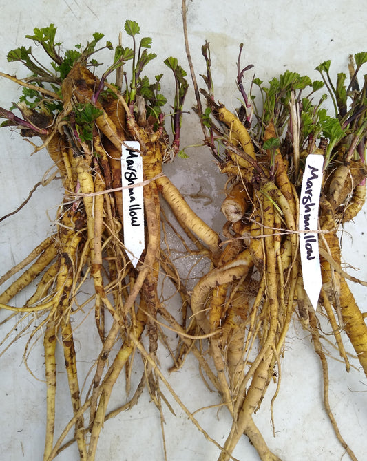 Marshmallow root