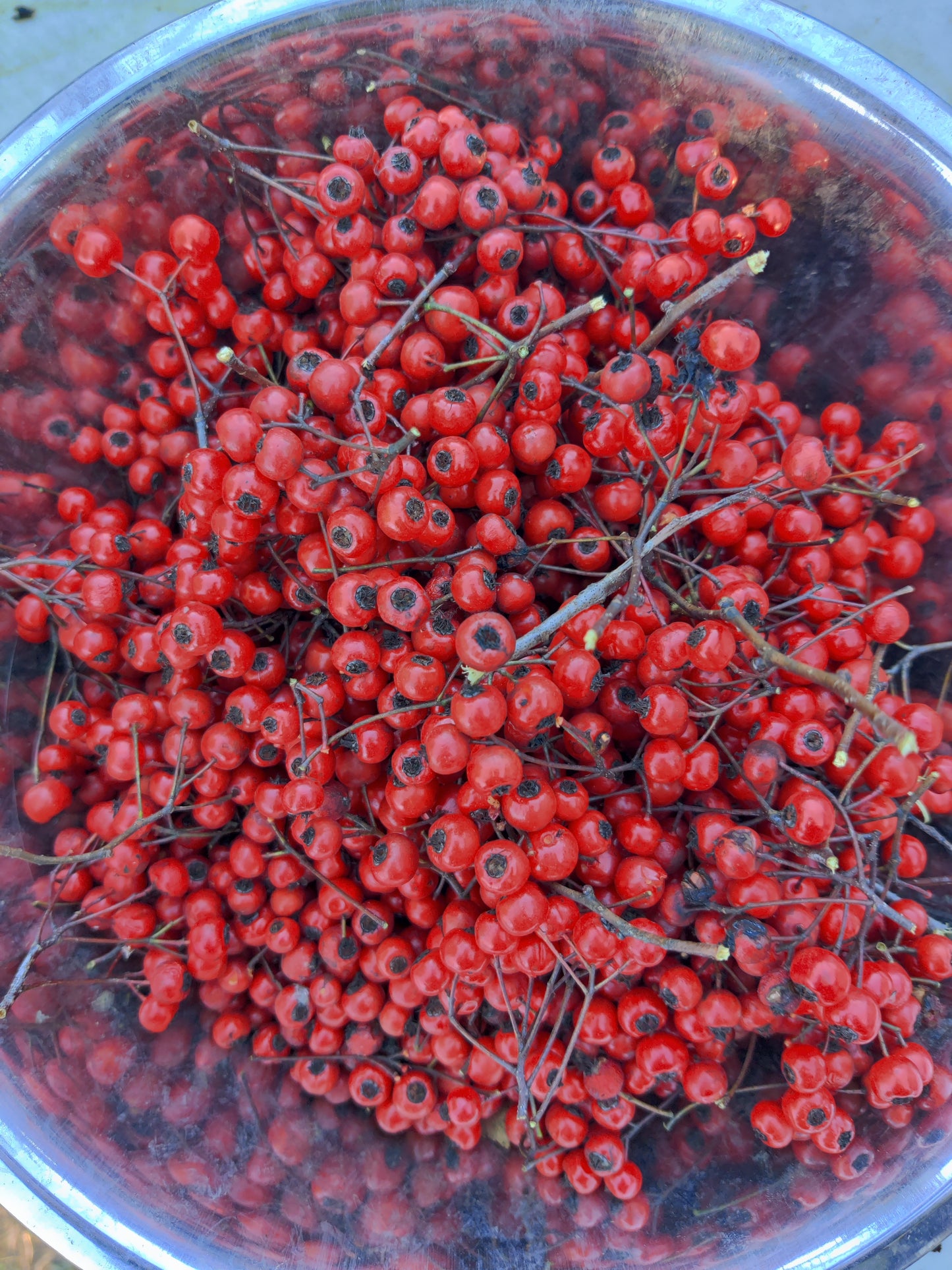 Hawthorn Berry