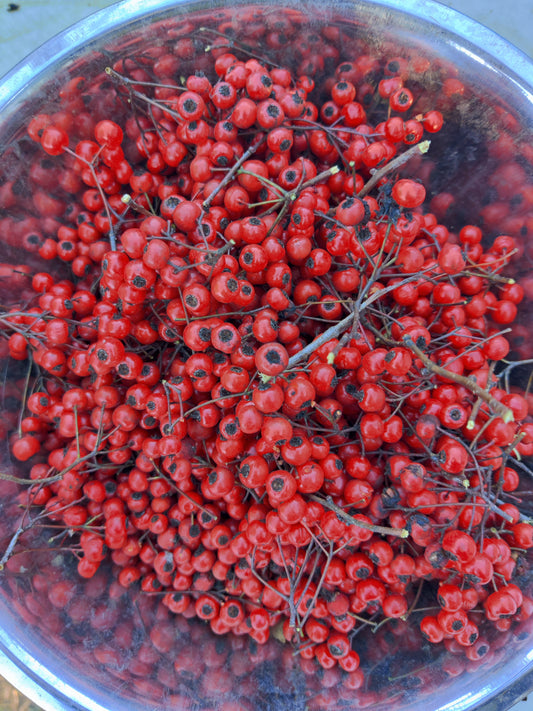 Hawthorn Berry