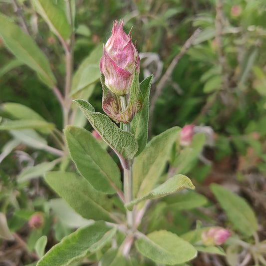 Sage