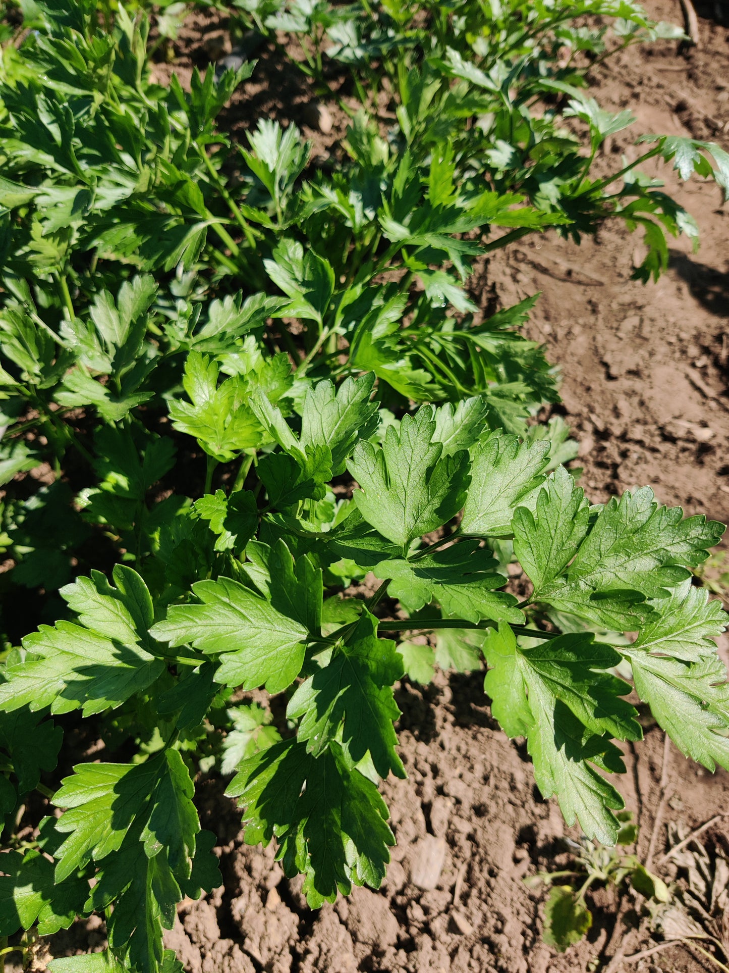 Parsley