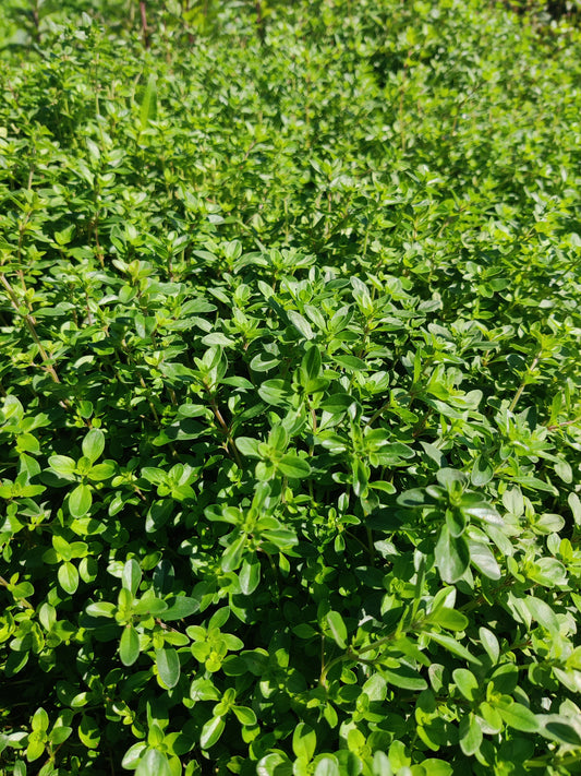 Thyme, creeping