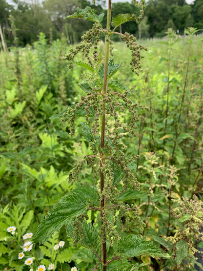 Stinging Nettle seed (green/brown)