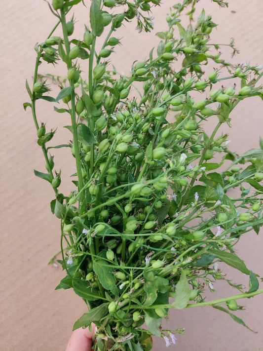 Lobelia