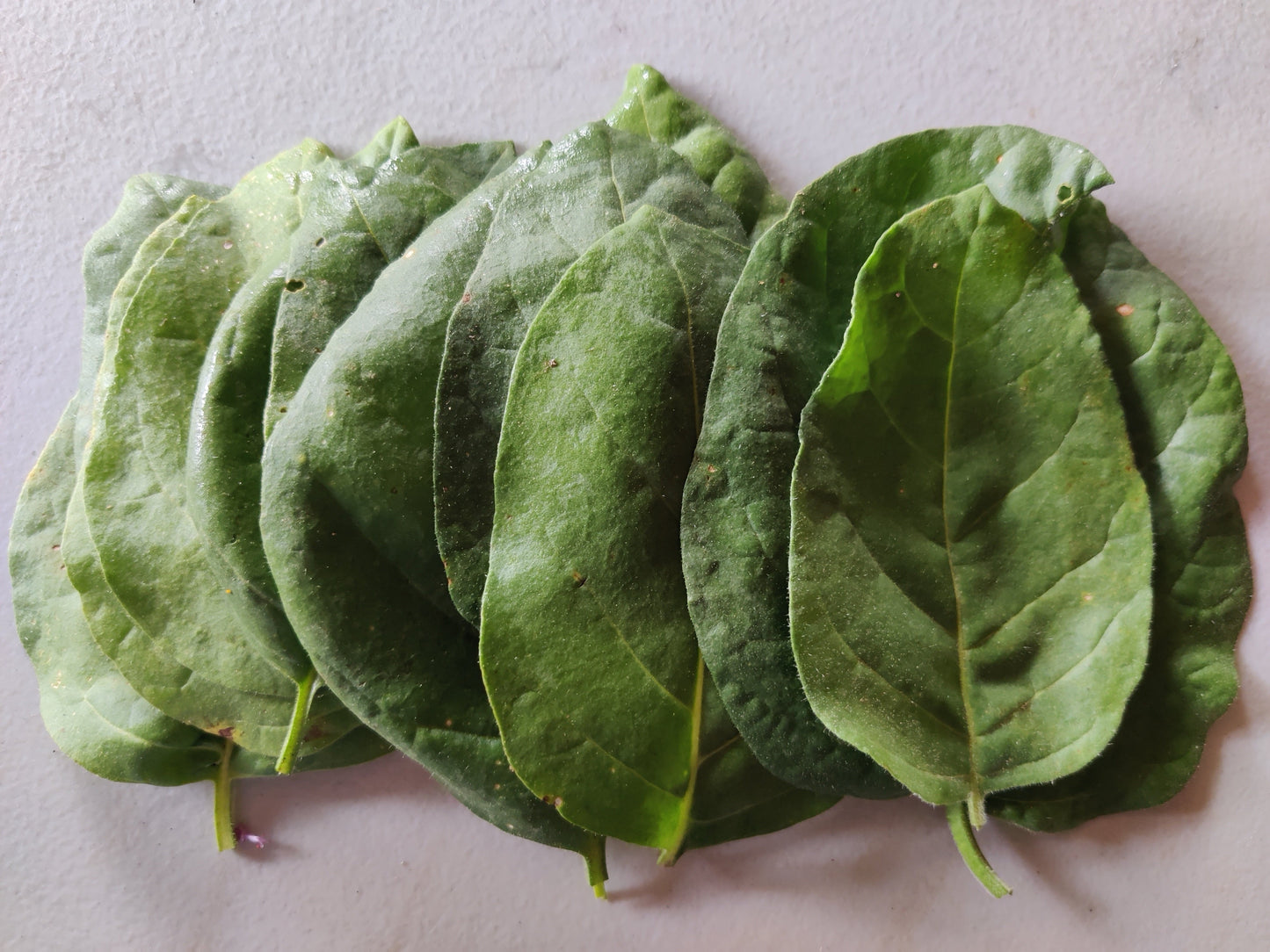 Tobacco (Rustica)