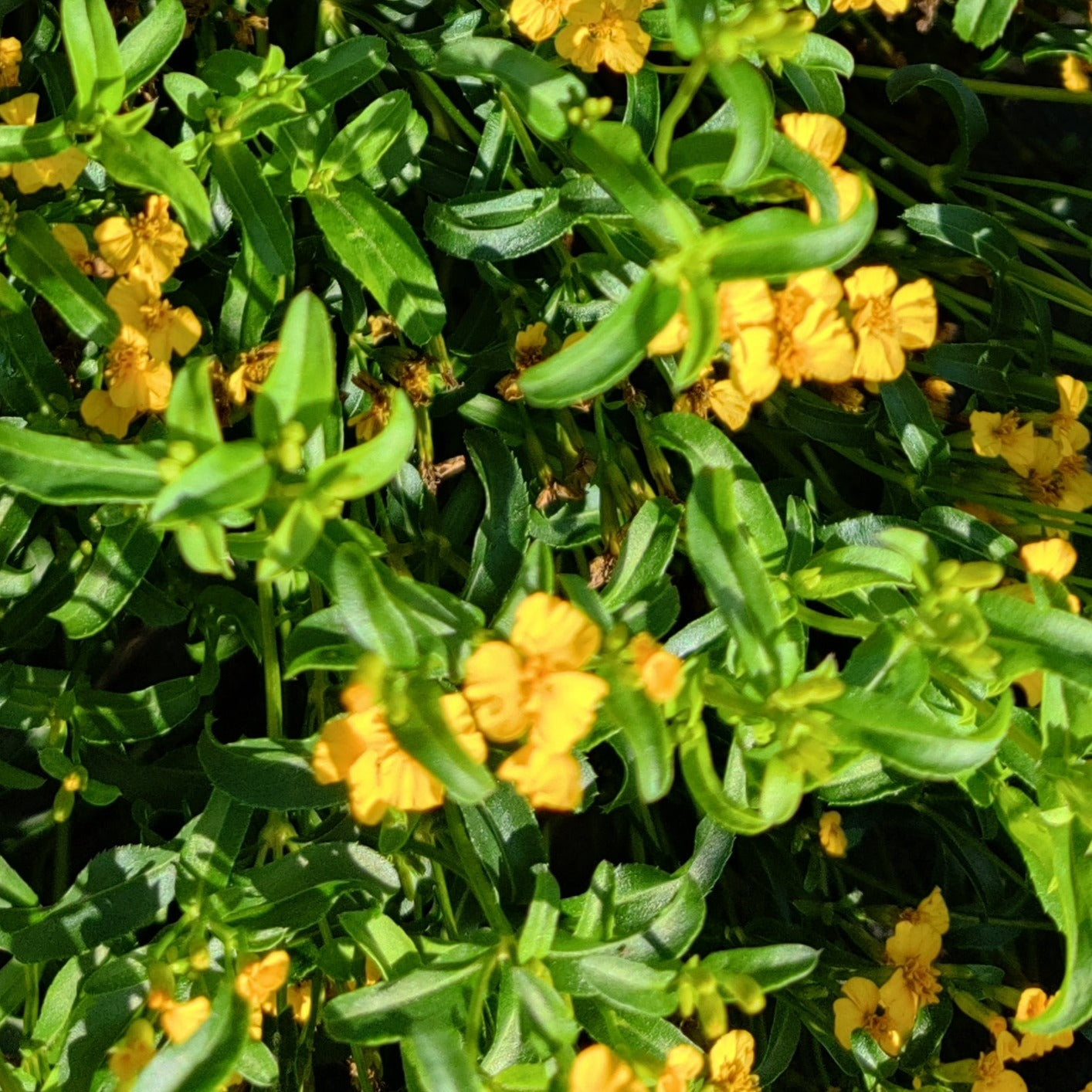Mexican marigold
