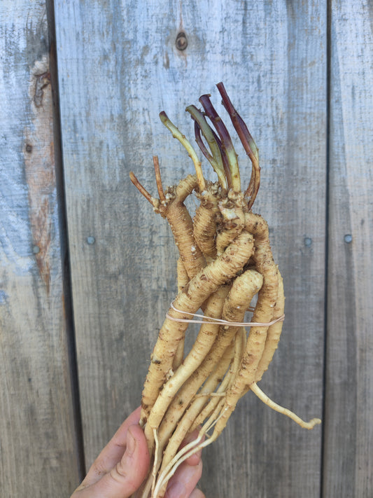 Codonopsis root