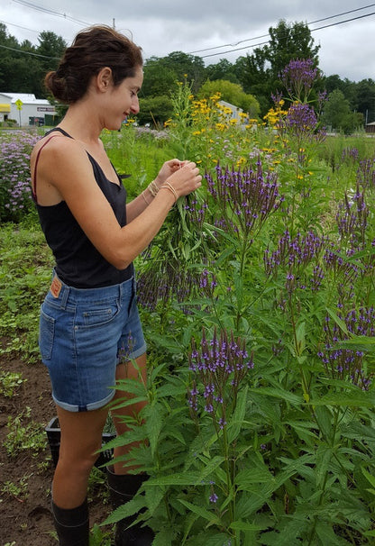 Blue Vervain