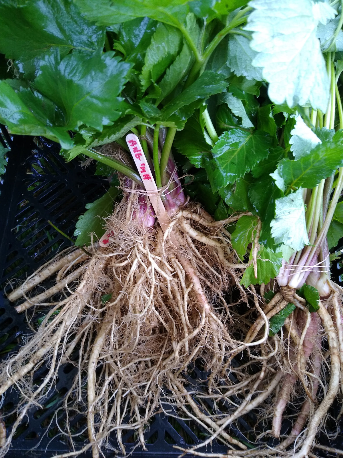 Angelica root