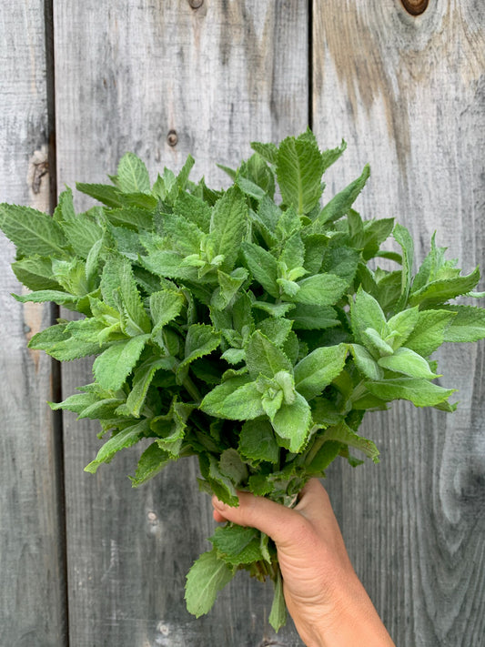 Apple mint