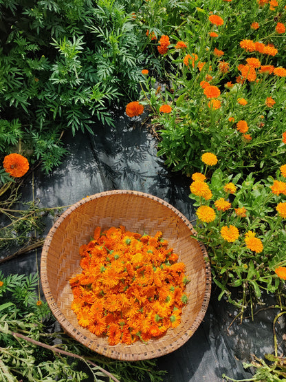 Dried Calendula