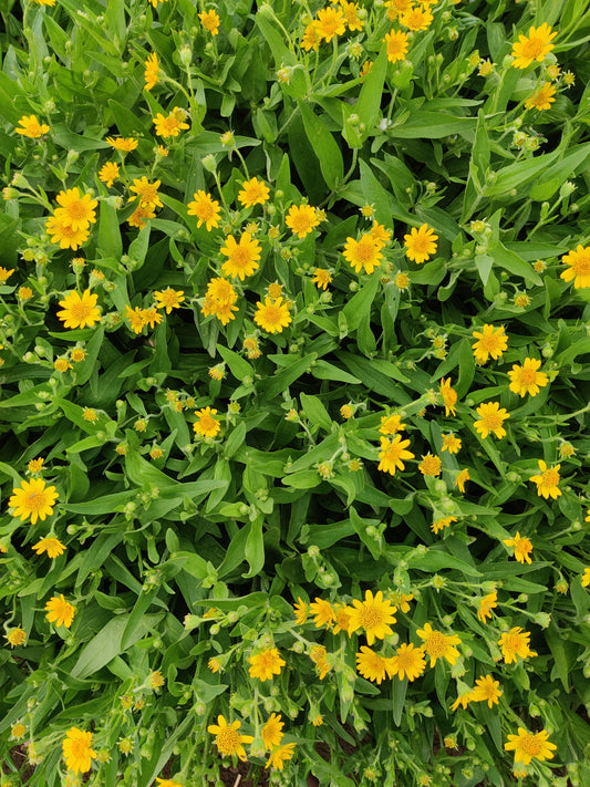 Arnica