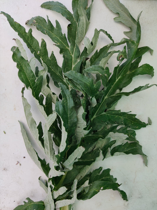 Artichoke leaf