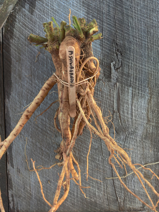 Ashwagandha root