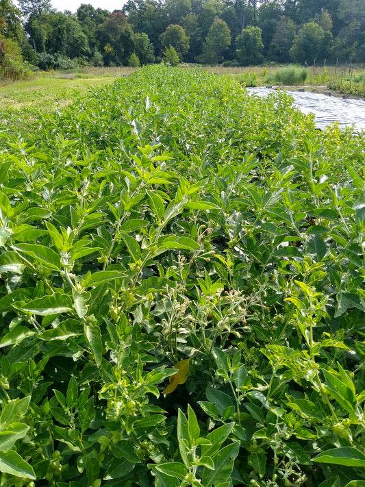 Ashwagandha