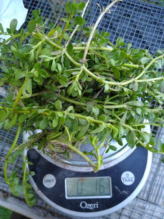 Bacopa