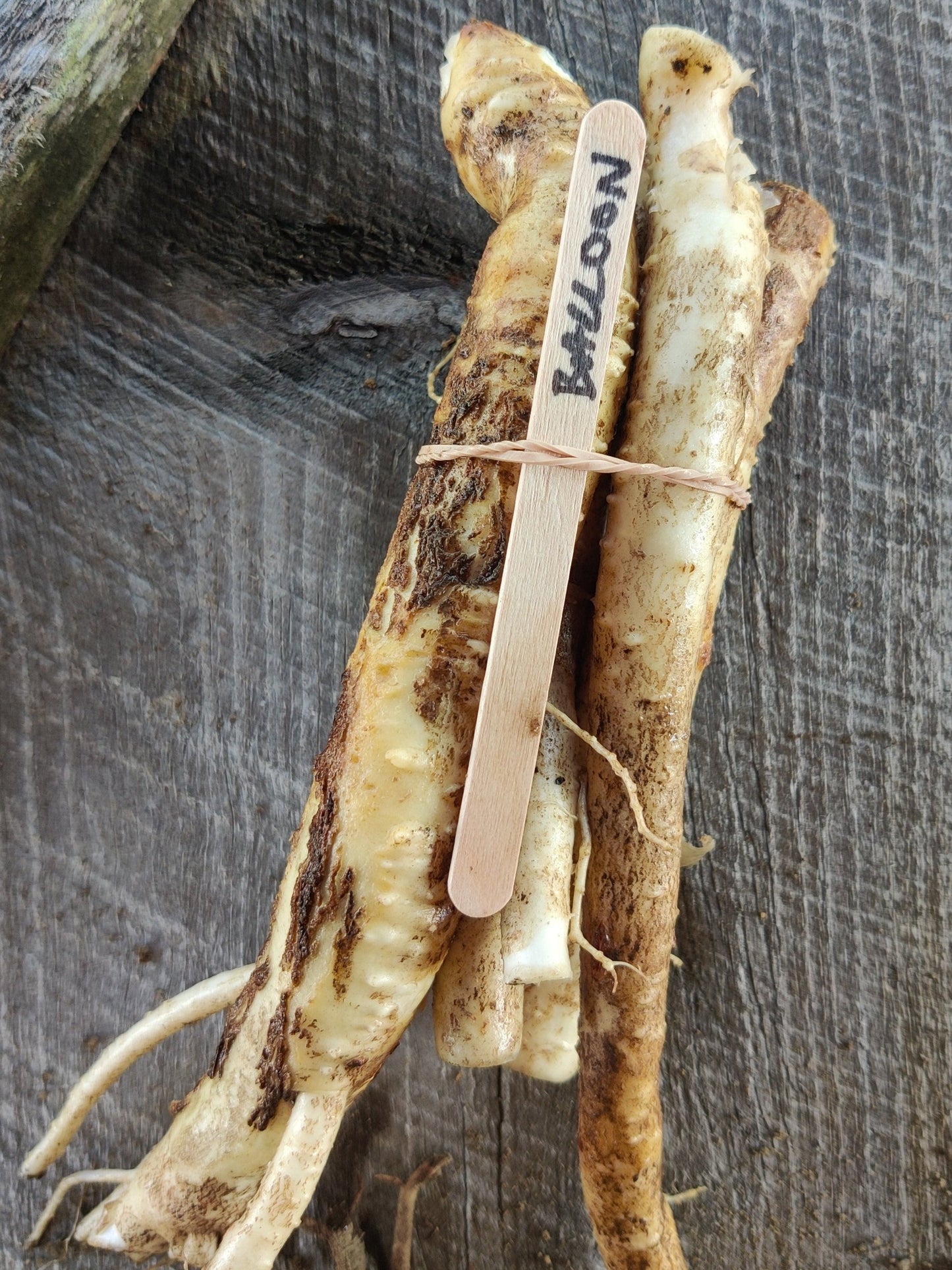 Balloon flower root