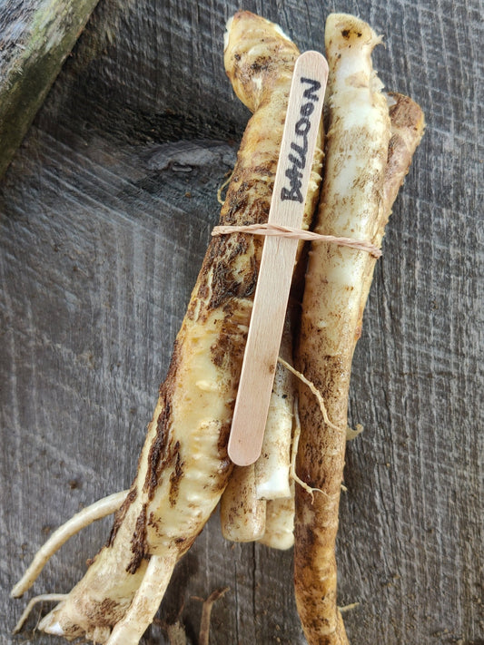 Balloon flower root