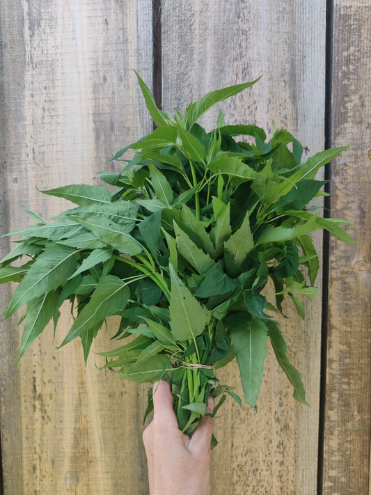 Bee Balm leaf