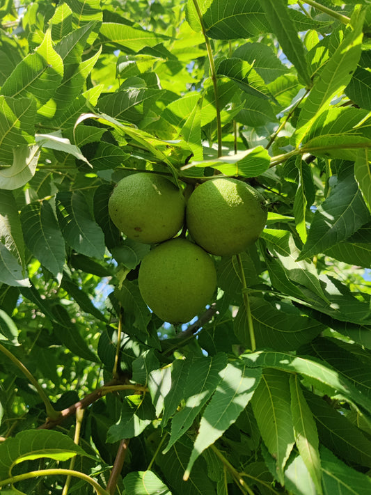 Black Walnut