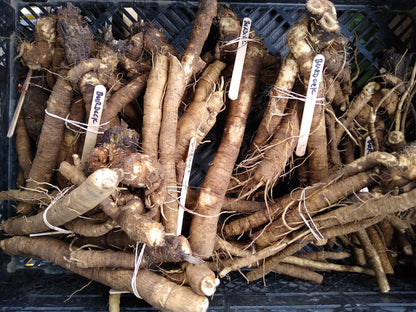 Burdock root