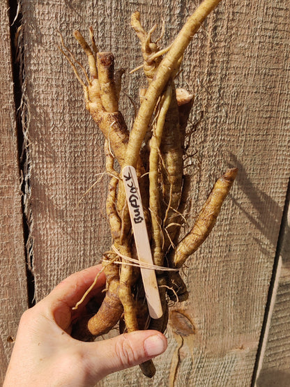 Burdock root
