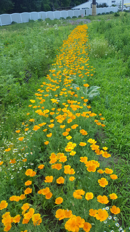 California poppy (4-pack)