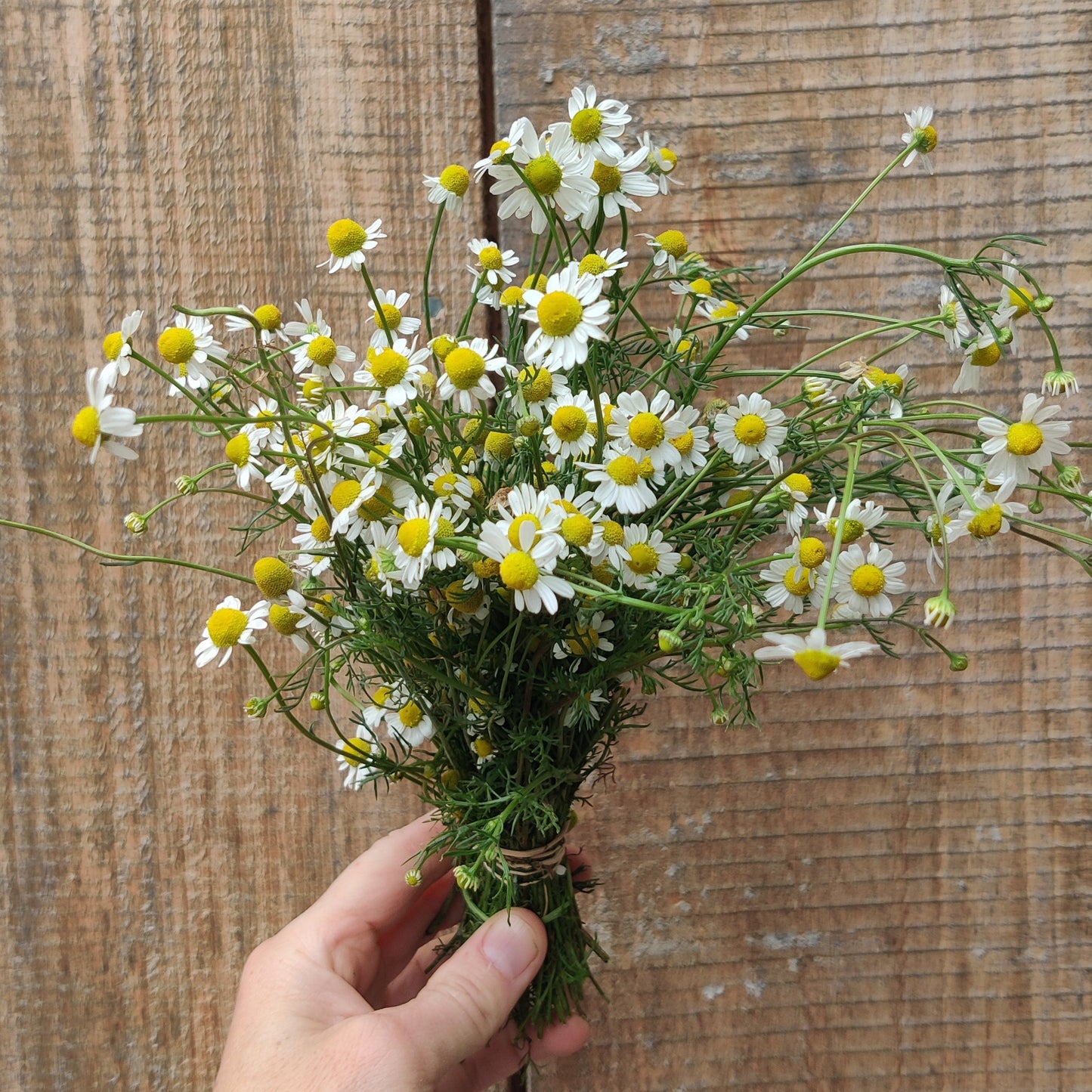 Fresh Herb CSA Share